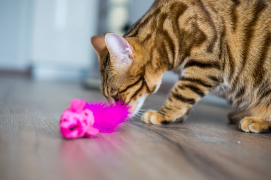 jouet pour chat
