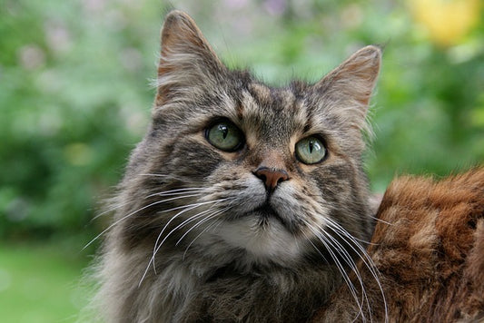 Main Coon : les inconvénients d'avoir un chat de grande taille