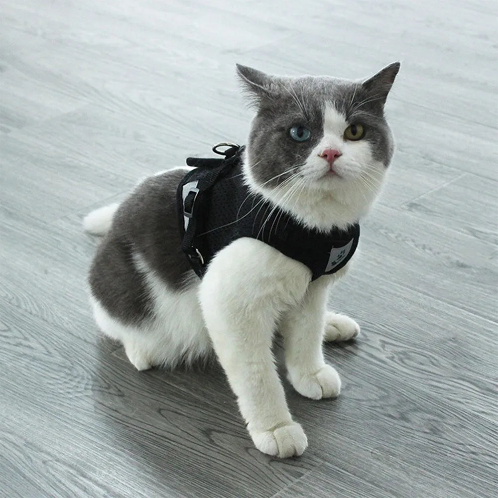 Practical black cat harness | Chic et Chat