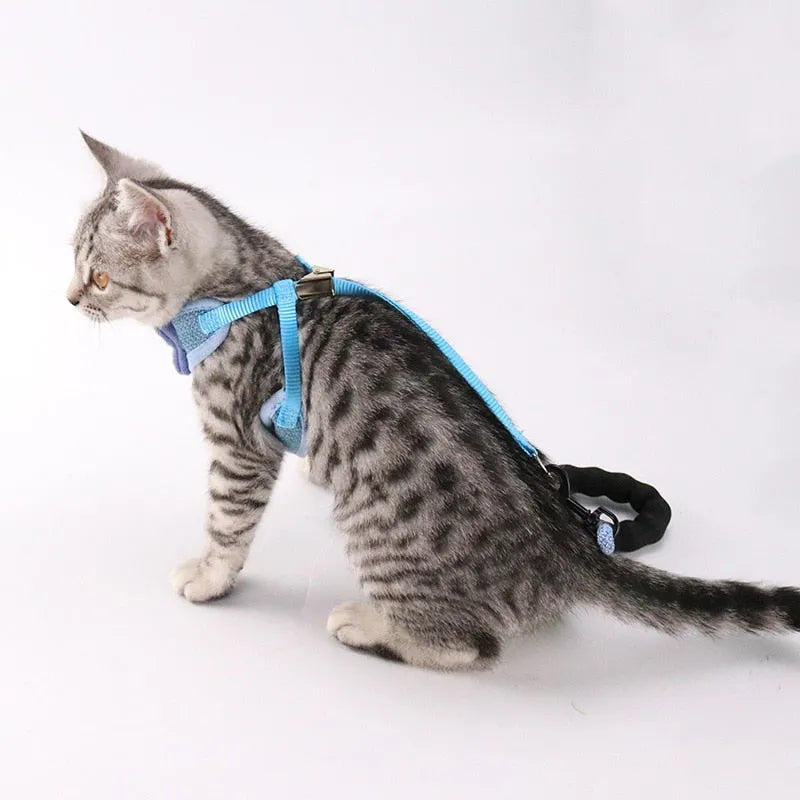 Luxus-Katzengeschirr mit Fliege in Blau | Chic et Chat