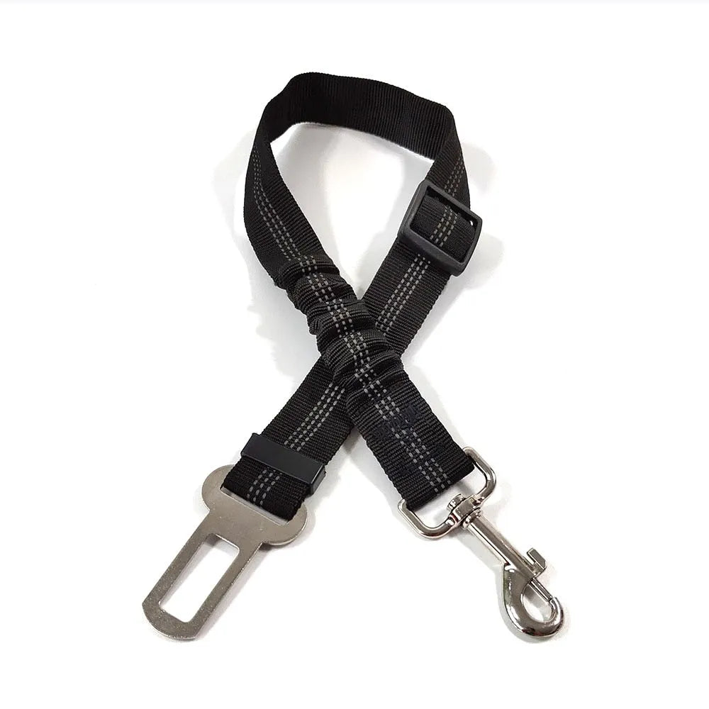 Gorgeous cat leash | Chic et Chat