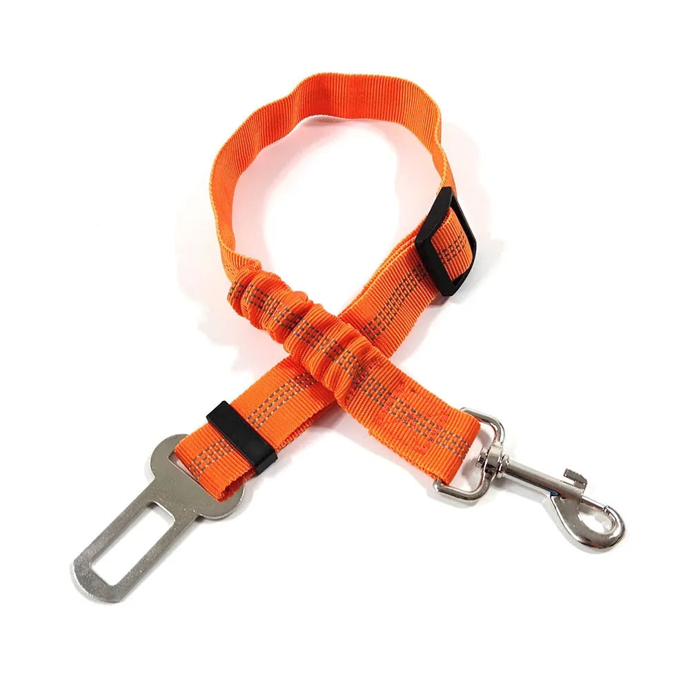 Gorgeous orange cat leash | Chic et Chat