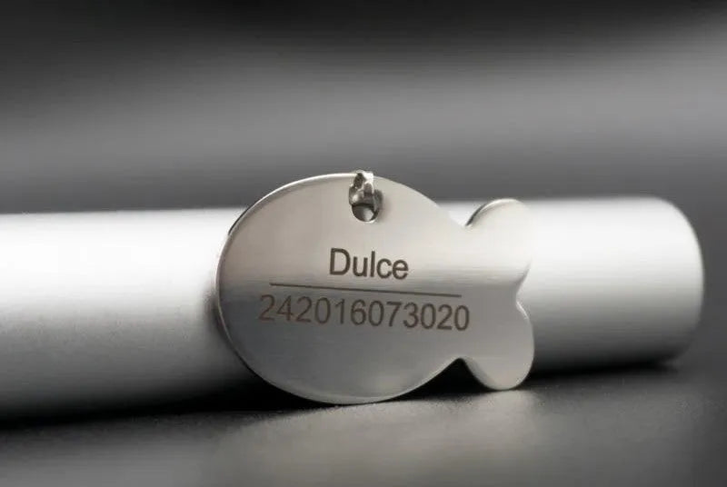 chapa dorada para gato | Chic et Chat