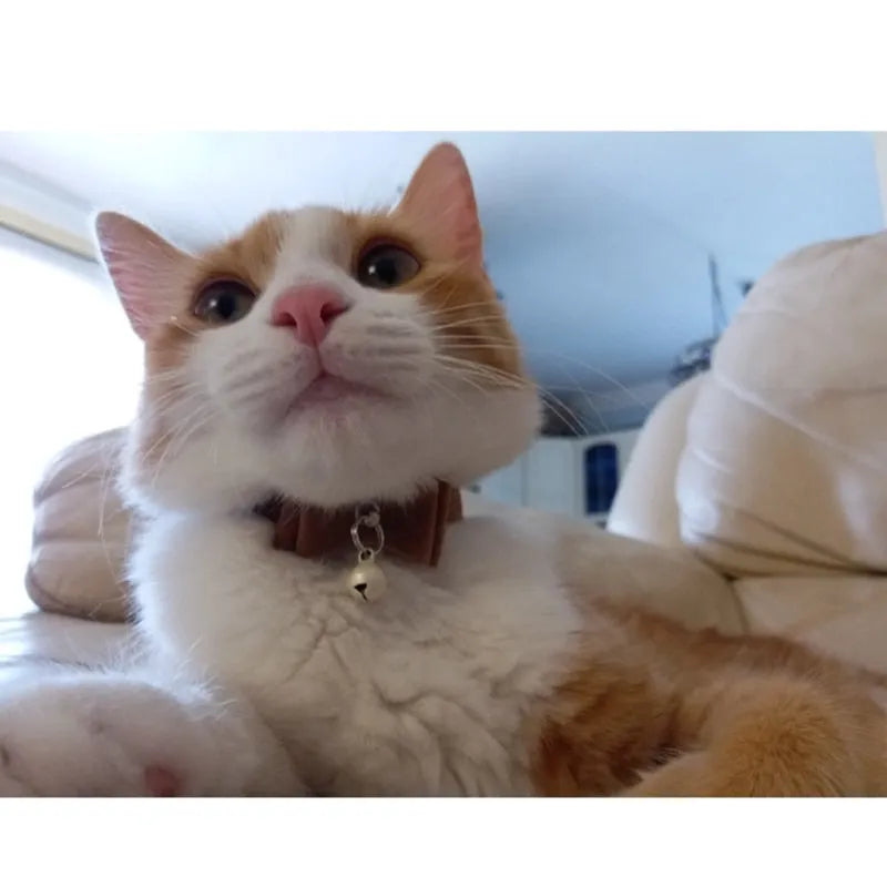 Collar para gato con pajarita marrón | Chic et Chat