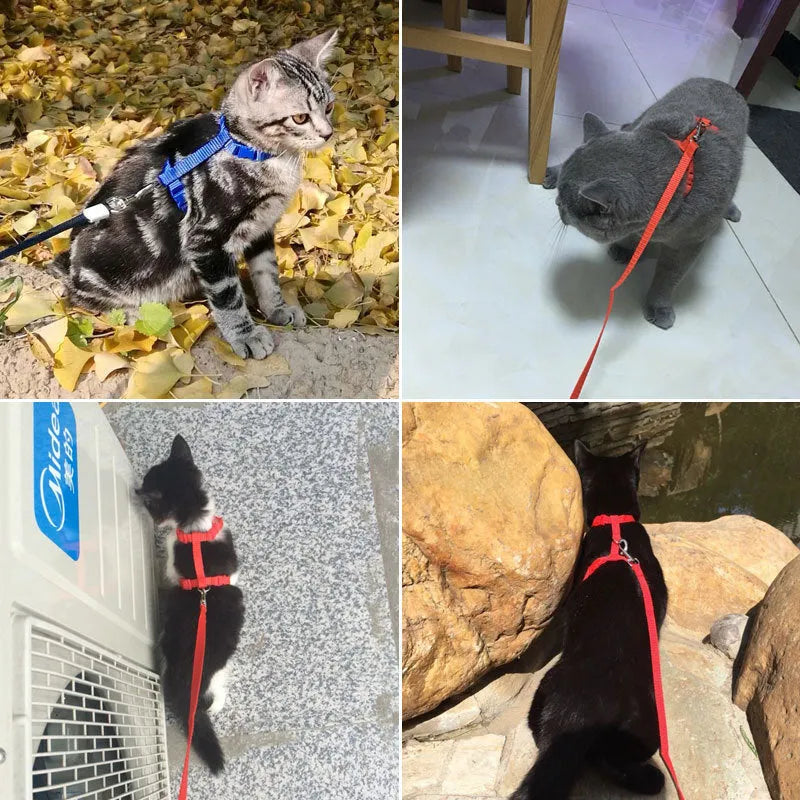 Orange and blue cat leash | Chic et Chat