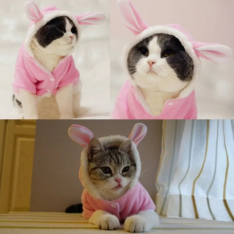 veste lapin pour chat