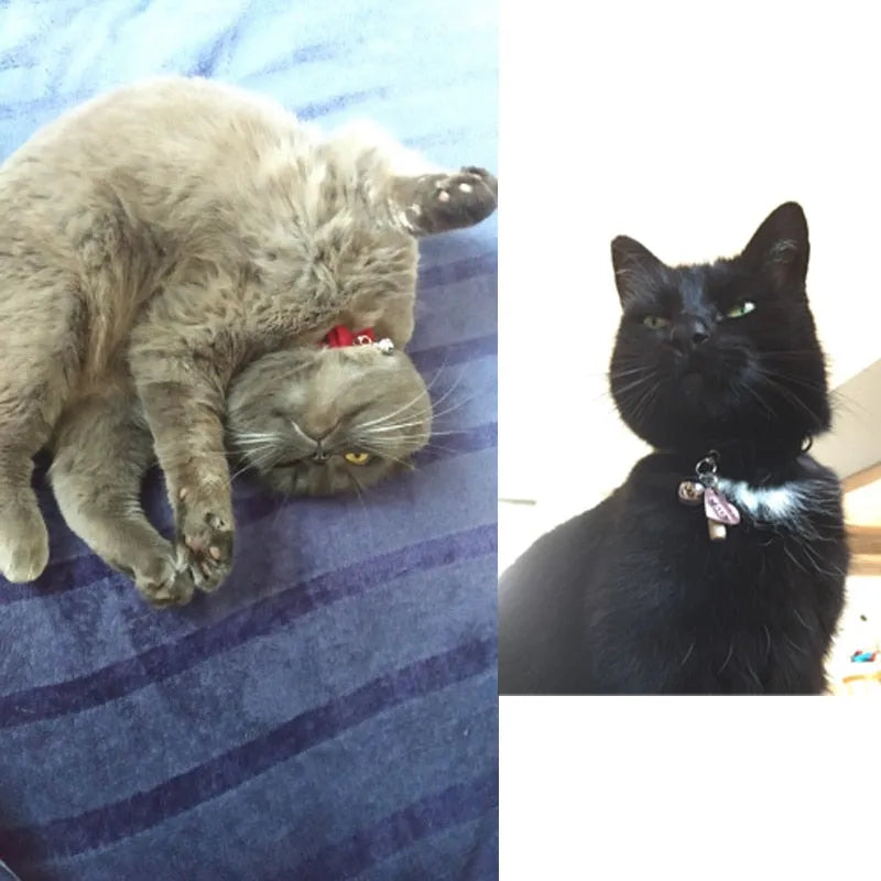Collar para gato con pajarita, fotos | Chic et Chat