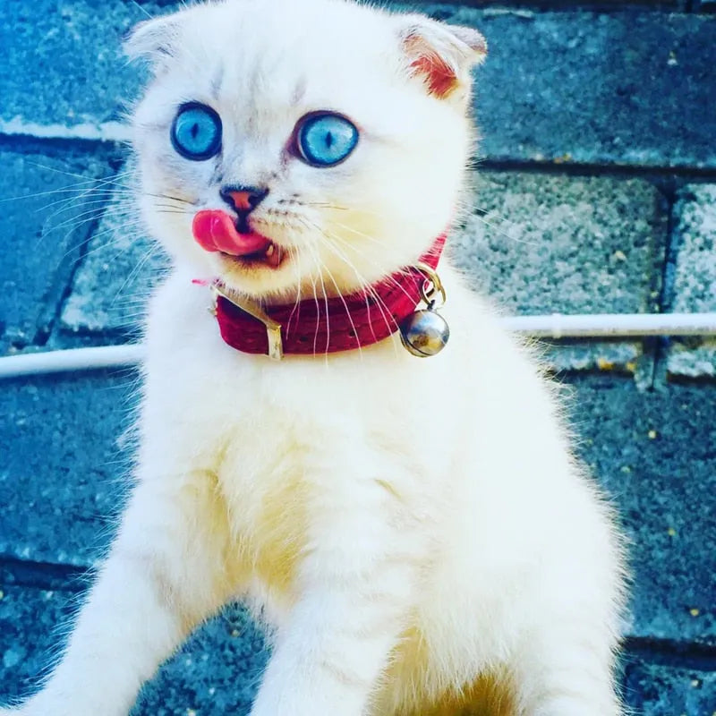 collar rojo de corazón para gato | Chic et Chat