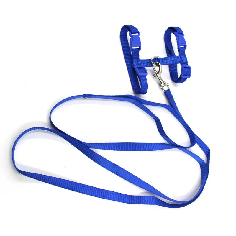 Blue cat leash | Chic et Chat
