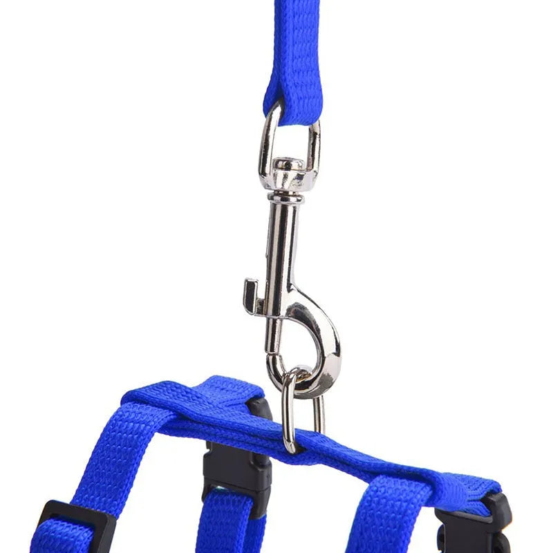 Blue cat leash | Chic et Chat
