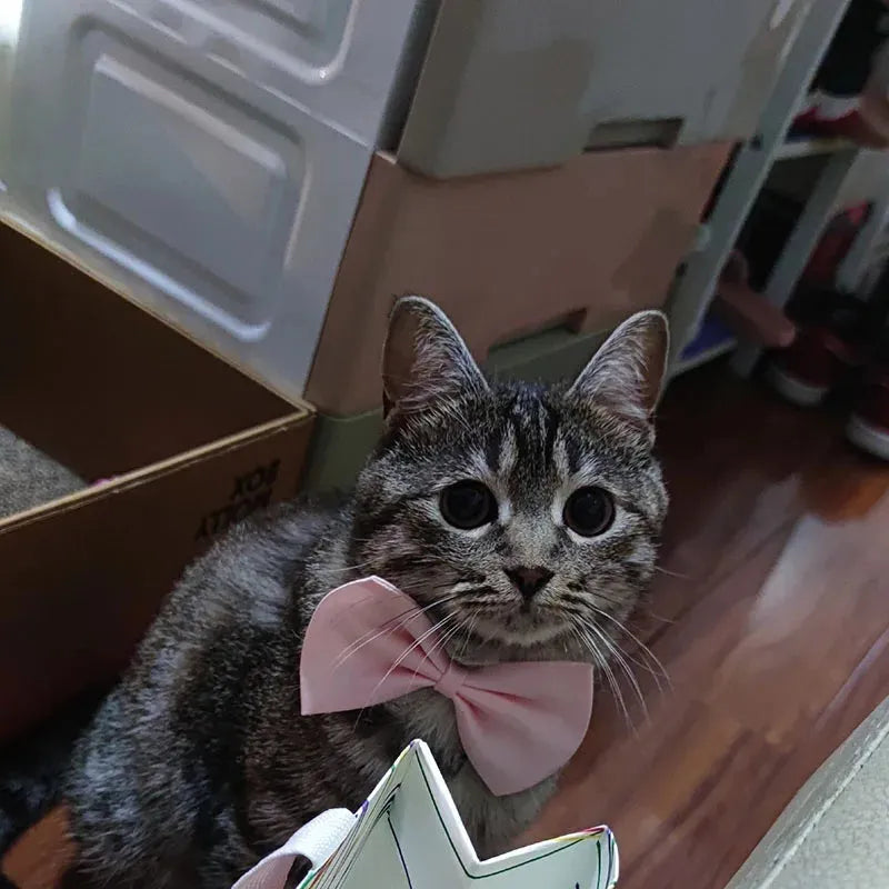 Gentleman Cat Bow Tie, Chic Accessory - White | Chic et Chat