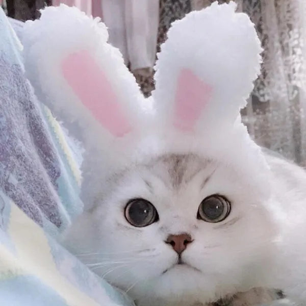 orejas de conejo para gato | Chic et Chat