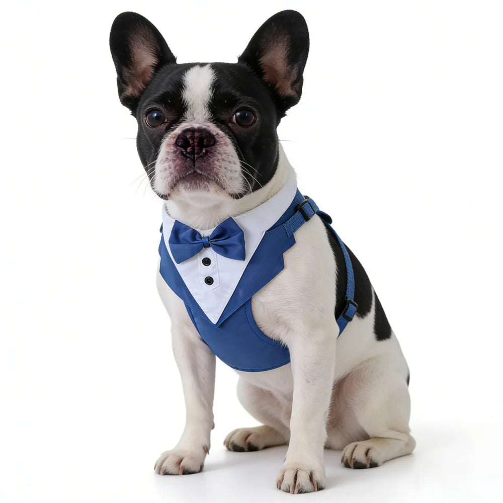 Smoking pour chat bleu avec nœud papillon, petit animal en tenue de mariage | Chic et Chat
