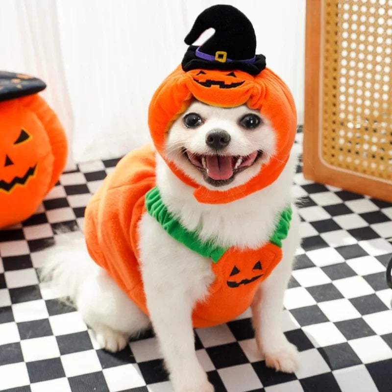 Petit animal déguisé en citrouille d'Halloween | Chic et Chat