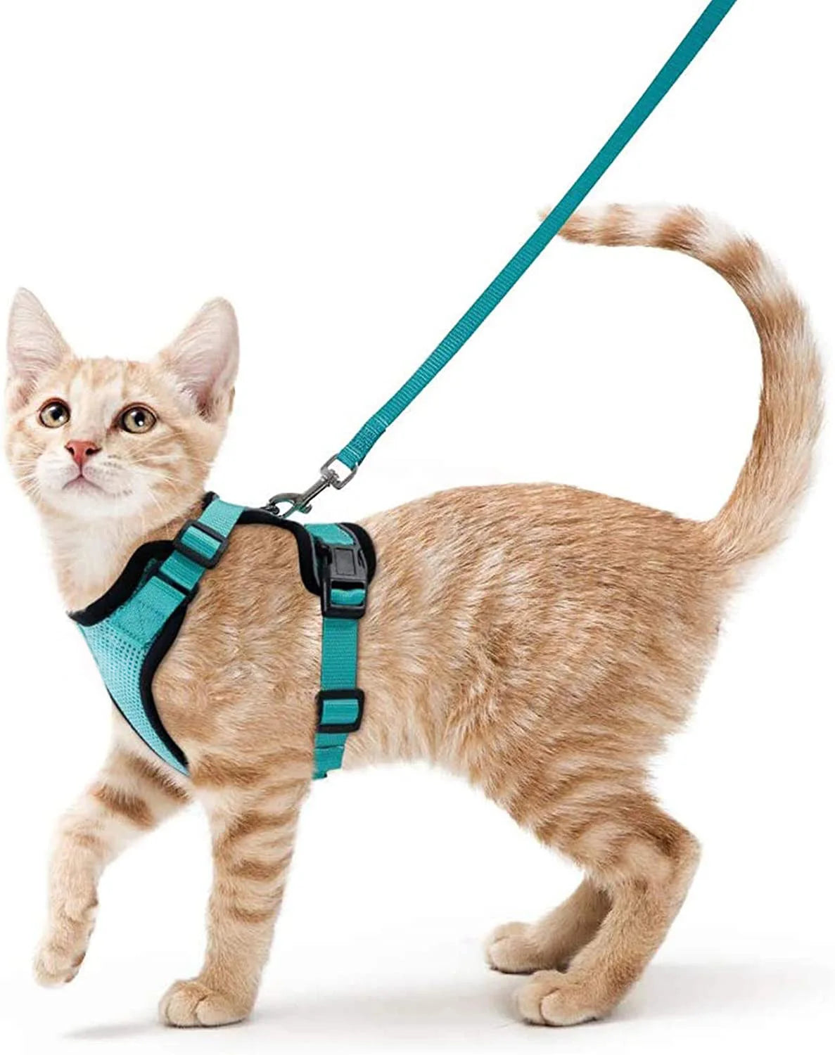 Chaton portant un harnais avec laisse