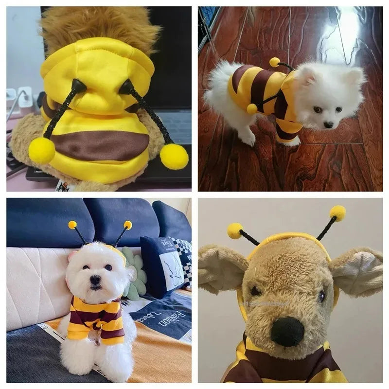Animaux déguisés en abeille, costume d'Halloween | Chic et Chat