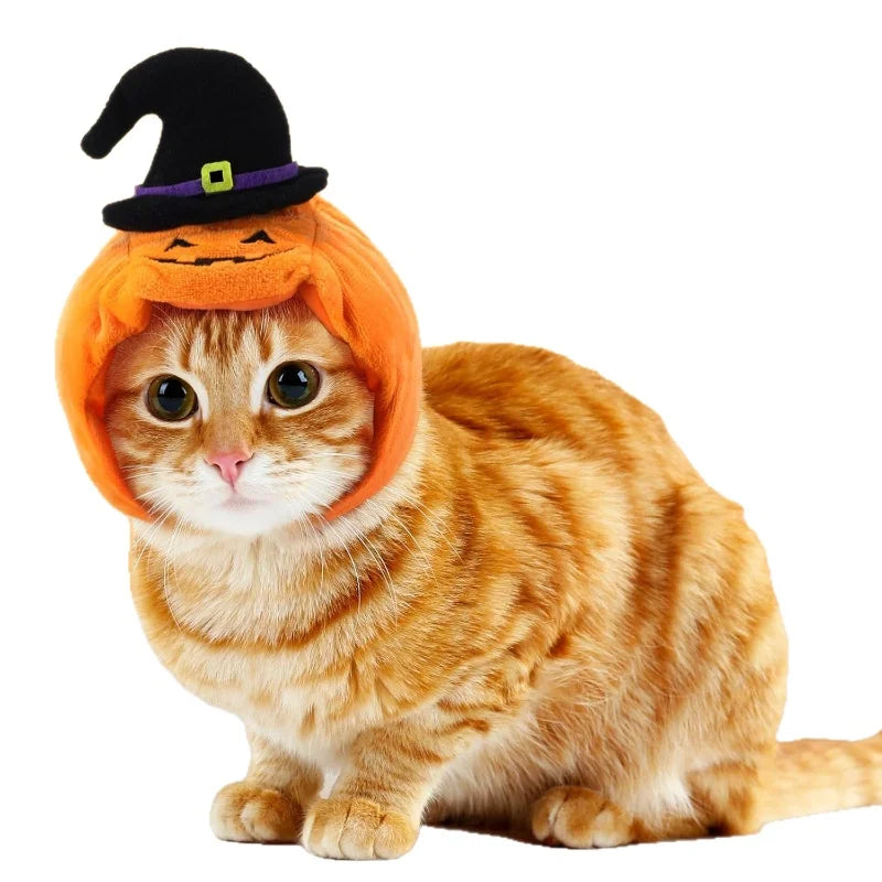 Chat tigré portant le chapeau citrouille d'Halloween | Chic et Chat
