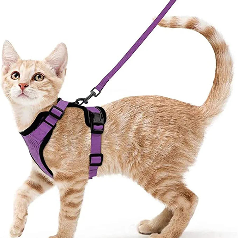 Harnais pour chaton violet