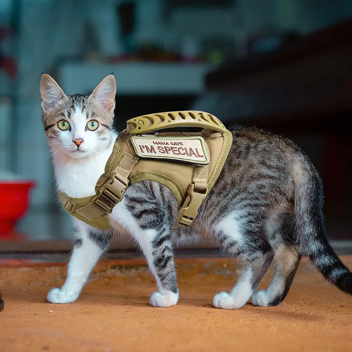 Chat portant un harnais tactique