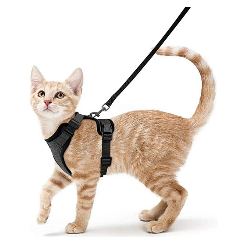 Harnais pour chaton noir