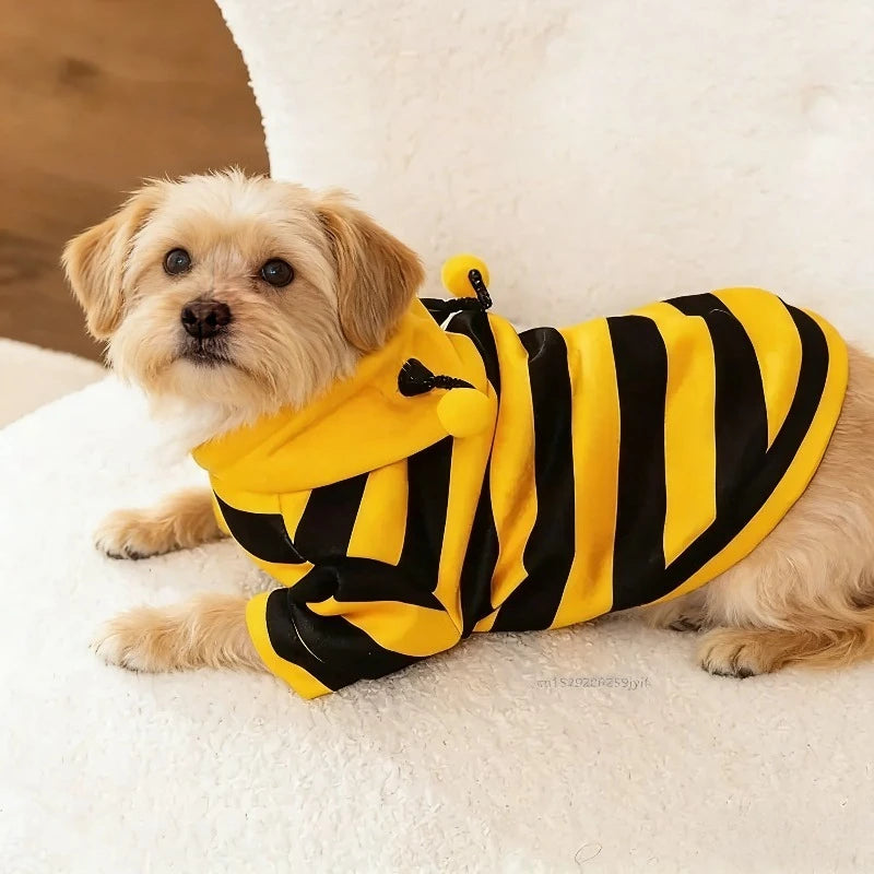 Costume abeille rayé jaune et noir porté par un petit animal | Chic et Chat