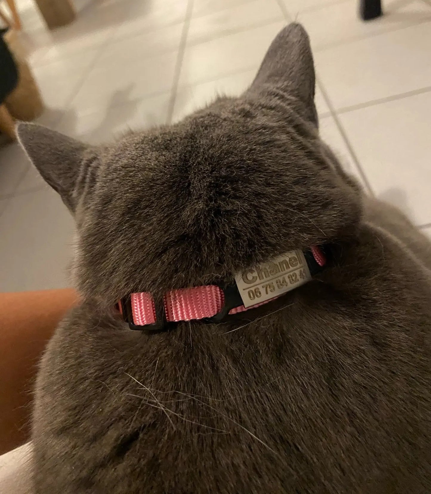 COLLIER pour chat rose anti étranglement