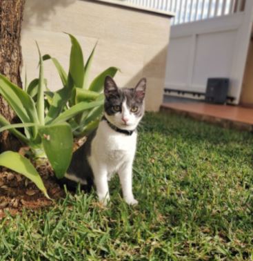 collier pour chat anti étranglement