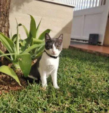 collier pour chat anti étranglement | Chic et Chat