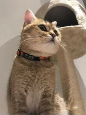 Ausbruchsicheres Katzenhalsband | Chic et Chat