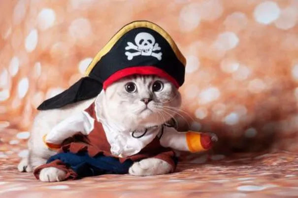 Pirate Cat Costume, Adventurer Outfit - XL | Chic et Chat