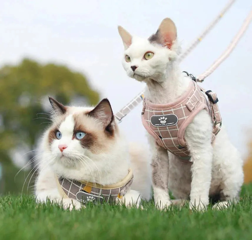 Harnais réfléchissant pour chat