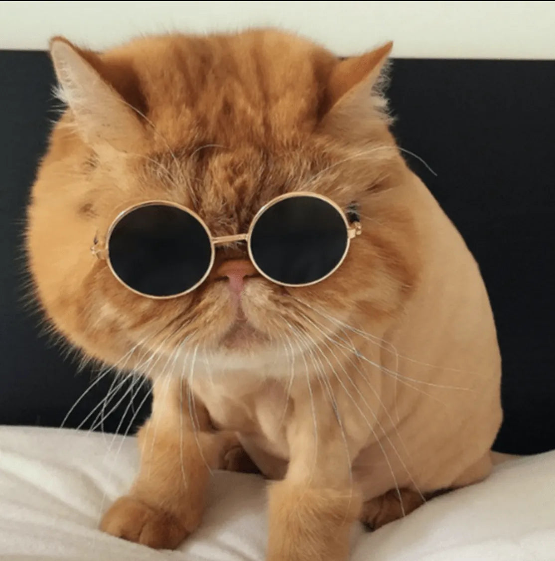 Fun Cat Sunglasses, Photo Prop - Brown | Chic et Chat
