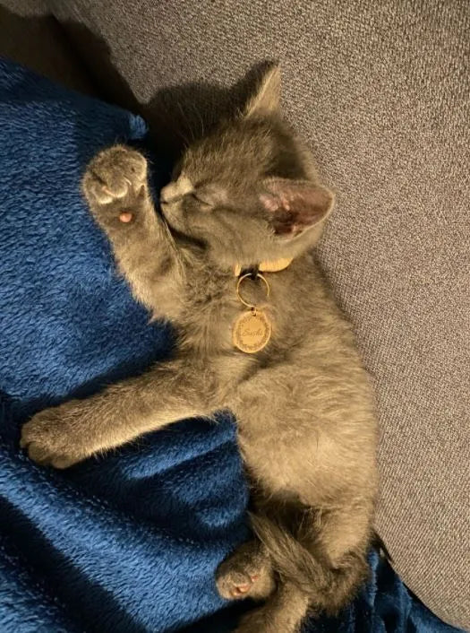 médaille à graver chat