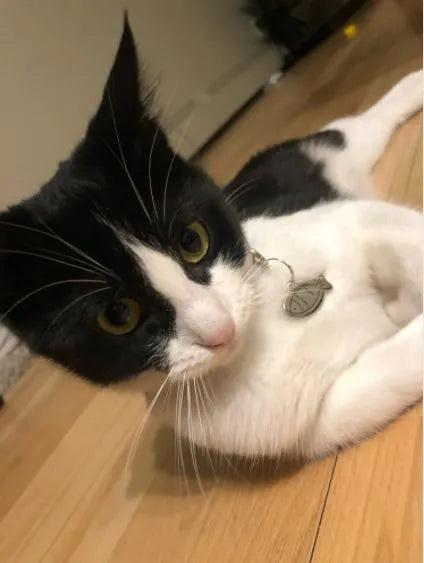 Medaille pour chat personnalisee