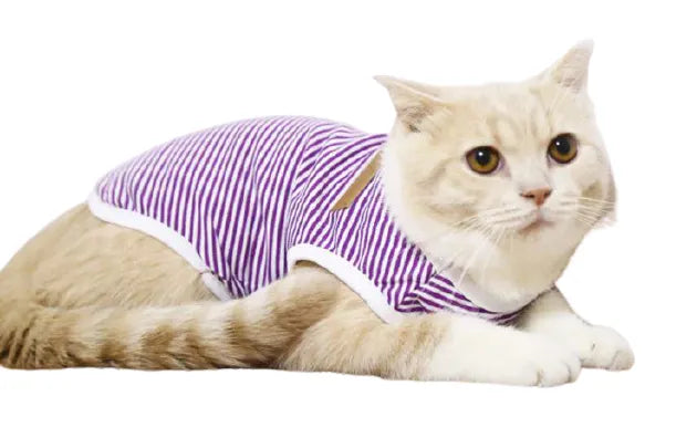 vêtement pour chat violet