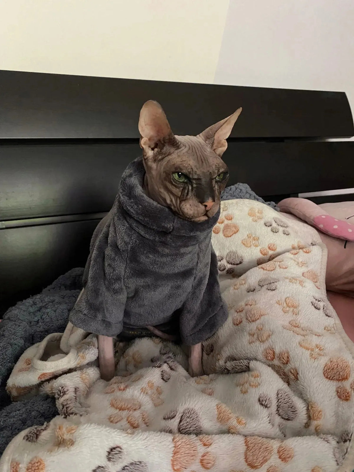 Sphynx cat clothes | Chic et Chat