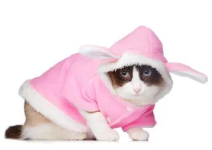 Bunny cat costume | Chic et Chat