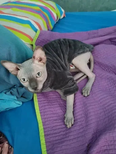 Gray Sphynx cat sweaters | Chic et Chat