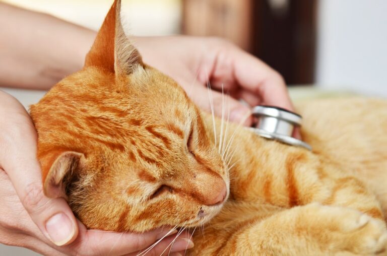 Gabapentin for Cats: Best Time to Give It, Dosage and Risks