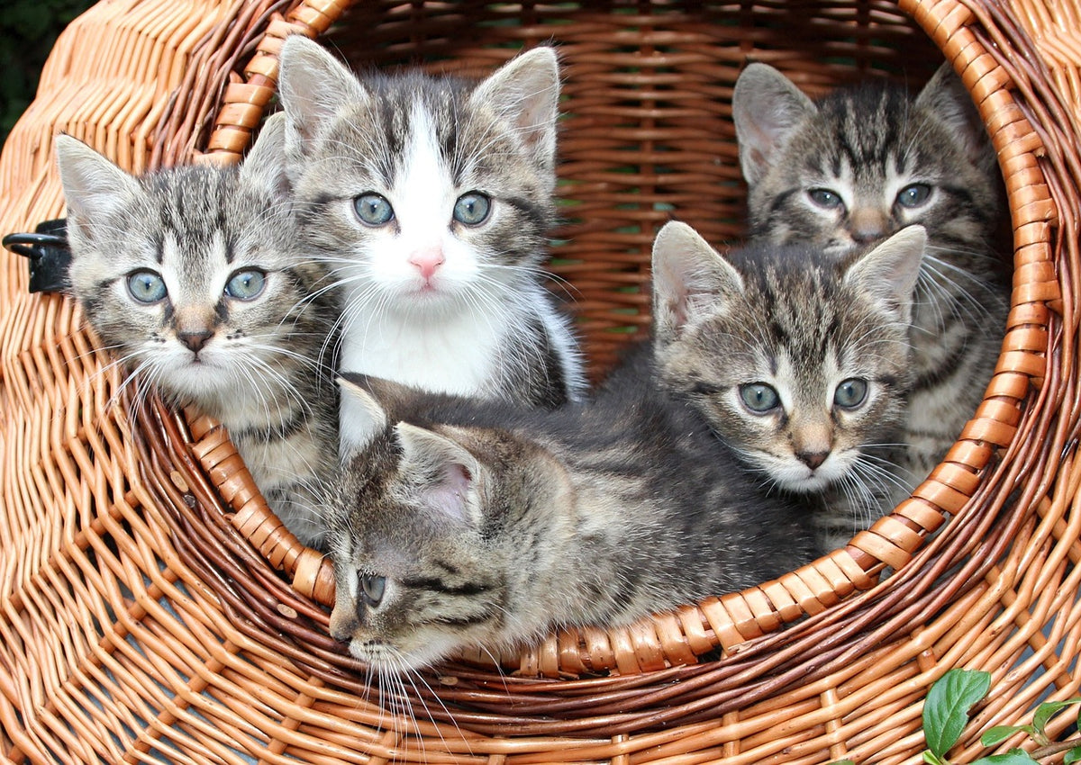 How to Choose the Right Cat Bed