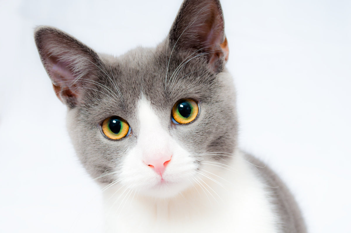 Los beneficios de tener un gato a su lado
