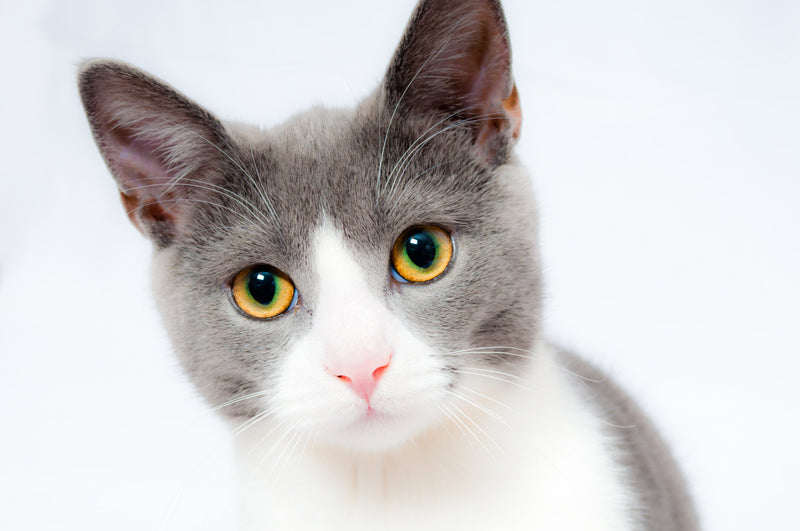 Die wohltuenden Vorteile einer Katze an Ihrer Seite