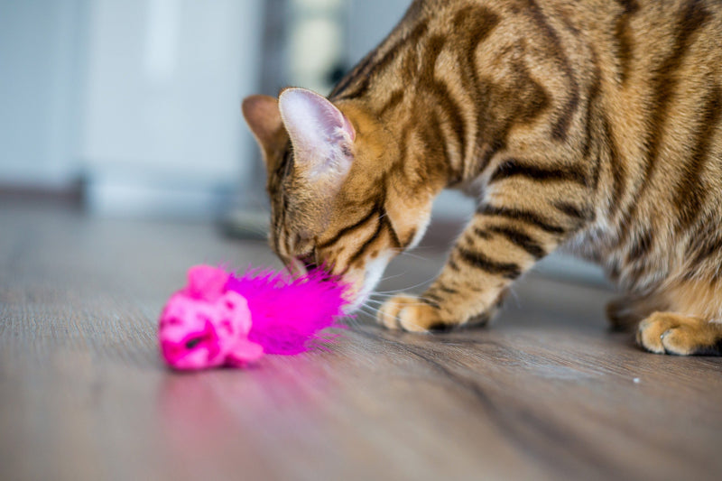 Cat toy