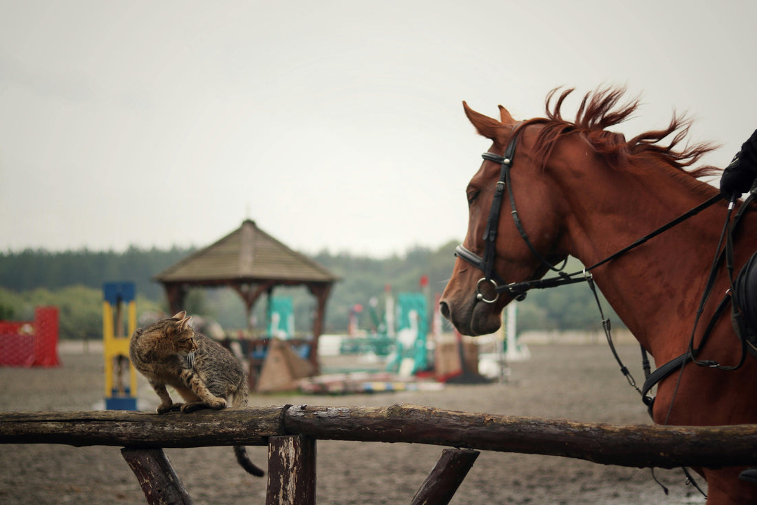Comment comprendre et faciliter la relation entre chats et chevaux ?