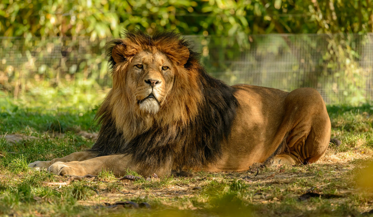 Los animales en las joyas de prestigio: un estudio de su simbolismo