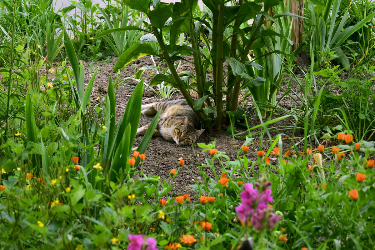 Catnip: What Effects Does It Have on Your Cat?