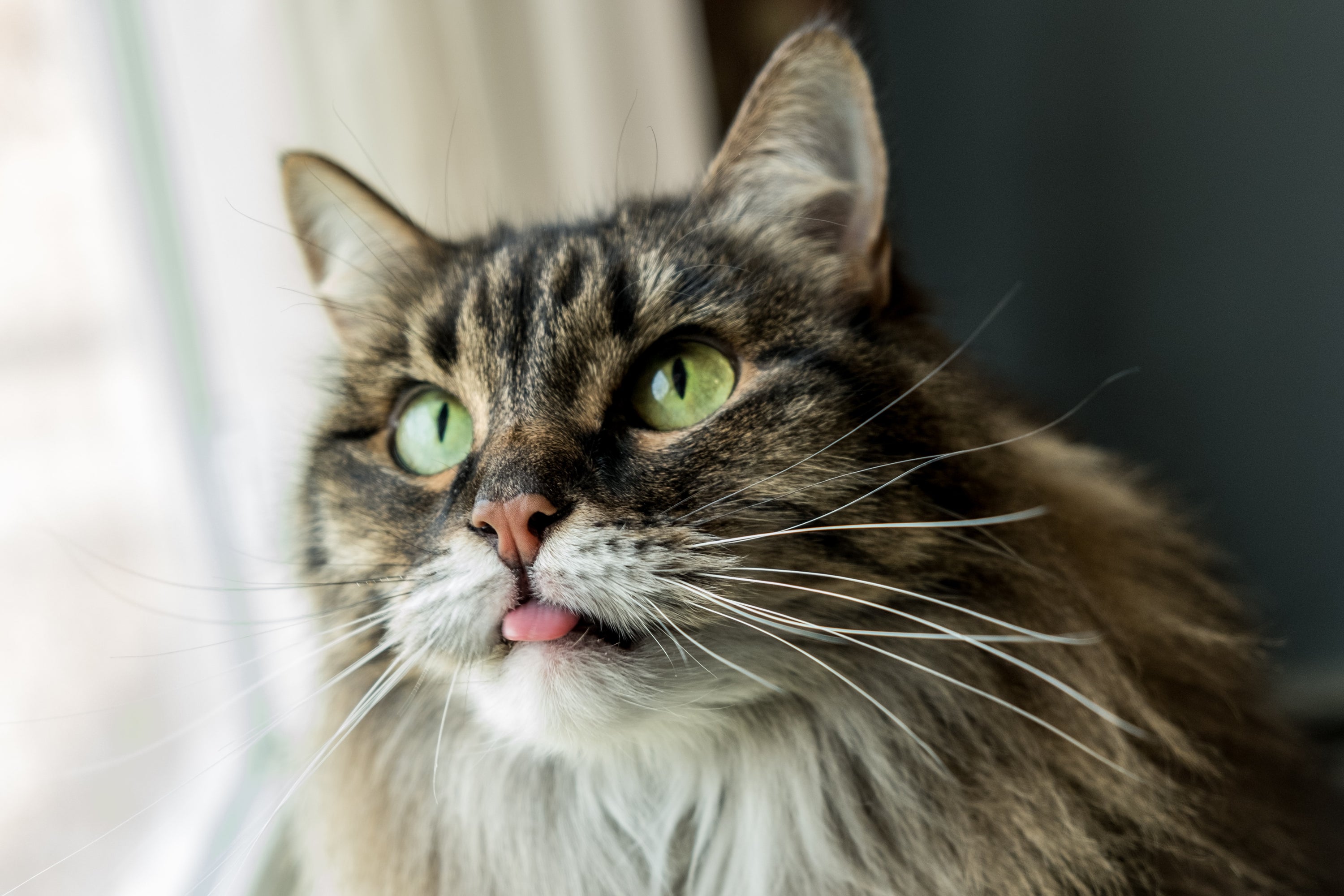 Pourquoi les chats lèvent leur derrière quand on les caresse ? Chic et Chat