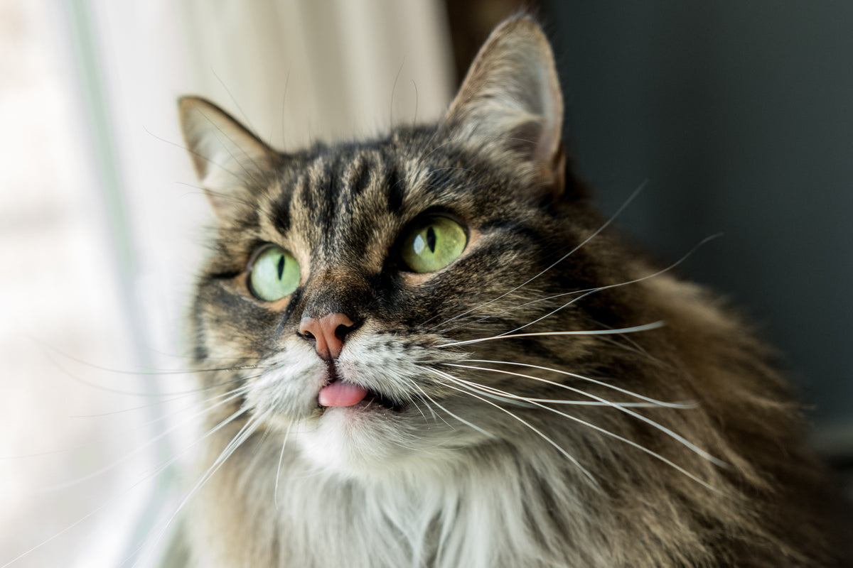 Warum heben Katzen den Po, wenn man sie streichelt?