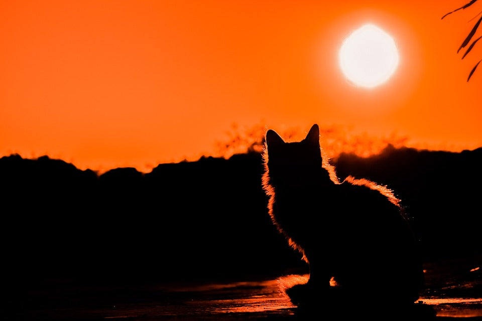 ¿Por qué a los gatos les gusta el sol?