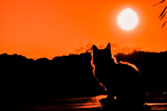 Pourquoi les chats aiment le soleil ?